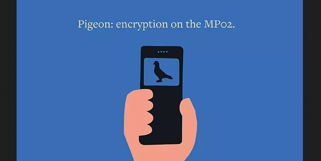 pigeon